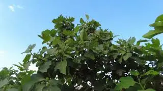 مزرعة صالح الغانمي