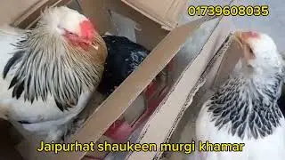 কিছু সৌখিন মুরগি ও বাচ্চা ৬ টি জেলায় ডেলিভারি সম্পন্ন করলাম আলহামদুলিল্লাহ 01739608035