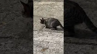 Cute Cat stung by a Bee #shorts #shortsvideo #cats #cat #cute #amazing #animals