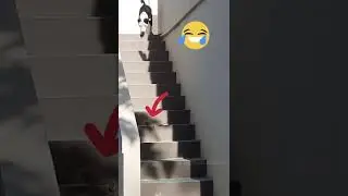 fear Dog seeing Lizard funny #dogfear #shortvideo #shorts