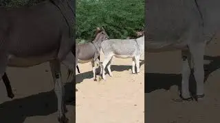 #donkeys #jungle #youtuber