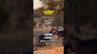 hippos can't swim? #nature #relaxingmusic #animals #shortvideo #foryou #yaoutube#this horse