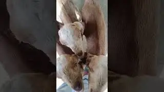 🥰🥰goat kids take care😘😘