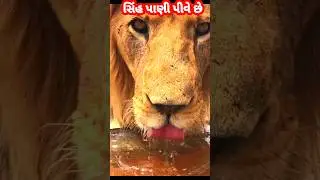 સિંહ પાણી પીવે છે #animals #facts #trendingshorts #lion #water