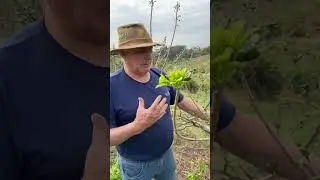 Desbrota da seriguela #seriguela #fruticultura #frut&iacute;feras #frut&iacute;fera #agriculture seriguela