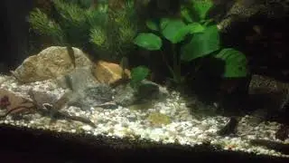 Ilyodon xantusi & Ameca splendens, part 1