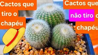 Cactos que tiro o chapéu e cactos que não tiro o chapéu!