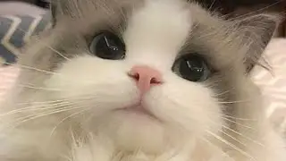feline doe eyes !