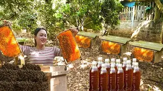 Harvesting Honey & Lychees Goes to the Market Sell - Python Attacks Chicken - Free New Life