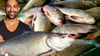 জ্যান্ত রুই মাছ বিক্রি হচ্ছে, মাছের পাইকারি আড়ত থেকে  দেখুন। Fish Market
