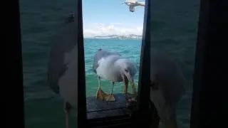 Seagull is back