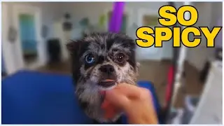 This Pomeranian Went from Fluff to Fire in Seconds