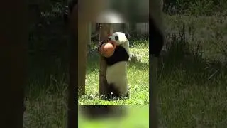 Cute little Panda's morning exercise - almost a successful kettlebell lift