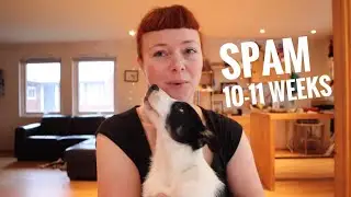 Puppy Training with Spam 10-11 weeks