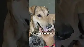 his happiness | indian street dogs #streetdogs #indiandogs #doglover #dogs #ytshorts