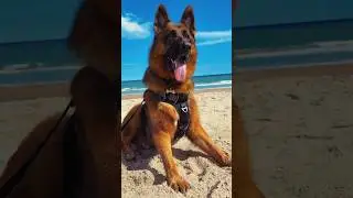 Just a few more weeks until Dax is back at the beach! 🏖️  #germanshepherd #dog #vacation