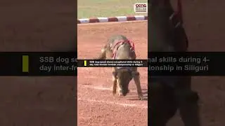 SSB dog squad shows exceptional skills during 4-day inter-frontier football championship in Siliguri