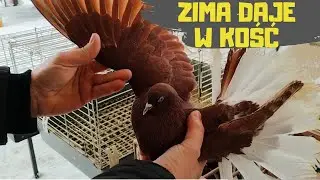 Targ Markusz&oacute;w 11.01.2026 Ceny Zwierząt  Gołębie Kury Koguty Kr&oacute;liki Perliczki
