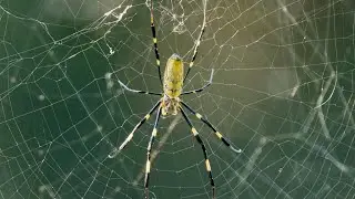 Invasive Joro Spiders Flourishing in Georgia