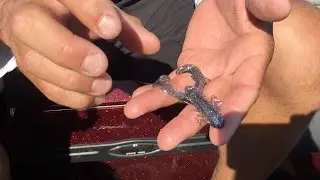 Sight fishing for bass with the YUM Christie Craw