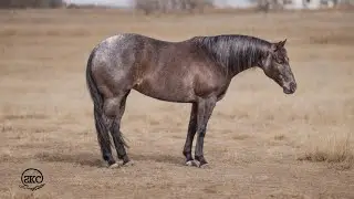 Annie cute cute cute blue roan mare selling on @horsebid