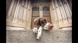 Church Becomes UNEXPECTED Sanctuary for Abandoned Dog in Need | Little Paw Stories