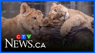 Pt 3: The dangers of in-breeding, over-breeding and mistreatment