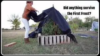 First Frost of the Season Has Hit | Did Anything Make It?