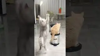 Cats can play badminton now? 😹 #shorts #cats #funnycats