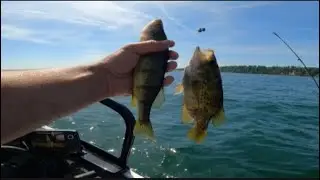 Perch fishing out of Port Rowan Ontario #lakeerie #lakeerieperch #perchfishing