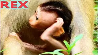 ADORABLE BABY REX SO CUTE AND CHARMING BABY, ROSE TAKE CARE WELL, THANK ROSE FOR BEST FOR BABY REX
