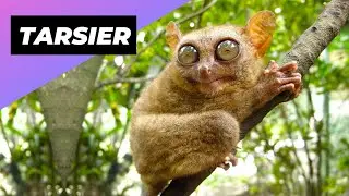 Долгопят 🐒 одно из самых милых и редких животных в дикой природе #шорты