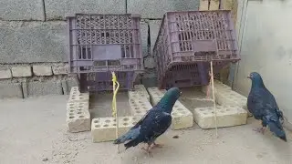 The best and most unique creative pigeon trap | How to make a pigeon trap using a basket box