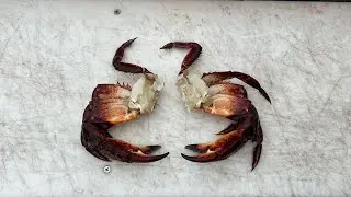 How to Clean a Dungeness (or Red Rock) Crab in Under 90 Seconds