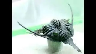 Psychopyge elegans | Trilobite Fossil from Morocco | Elegant Moroccan Trilobite Fossil for Sale