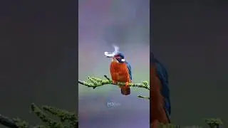 kingfisher attack video #kingfisher #fish #fishing #animals #shortsfeed #shorts #tiktok #video #fyp