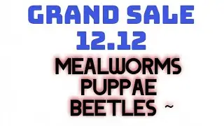 Never Pay Full Price Again! My 12.12 Insect Auction is LIVE!