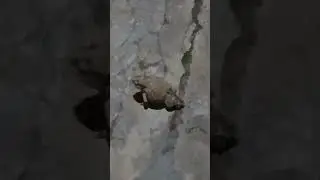 frog dinner time