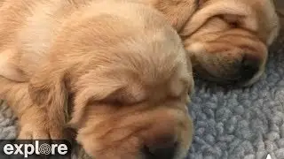 Puppy Whelping Room at Warrior Canine Connection powered by EXPLORE.org