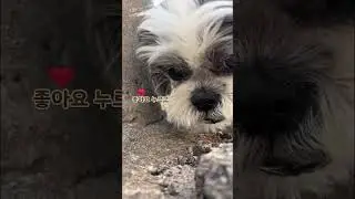 코에 바람만 쐬어도 완벽한 노견 산책