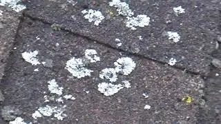 Roof Lichen