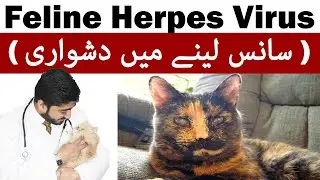 Feline Herpes Virus / Syptoms -Diagnosis- Treatment- Prevention || Vet Furqan Younas