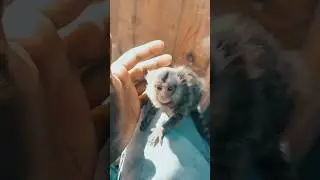 #pocet siz monkey #viralvideo #subscribetomychannel #doglover #americanbully #puppy #like #subscribe