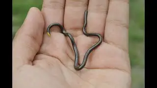 Slender Blind Snakes #shorts