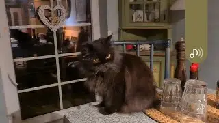 Katzenvlog 🐱 Es gibt China Futter! 