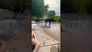 Mister Lou and Diesel stay cool by the pool.