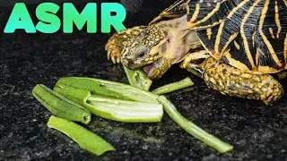 🐢 Tortoise Eating Ladies Finger ASMR 🐢 | ASMR Kasav