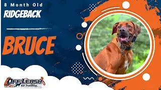 Bruce | 8 Month Old Rhodesian Ridgeback | Off Leash Ridgeback Training, Georgia