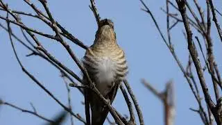 Horsfield's Bronze Cuckoo Calling