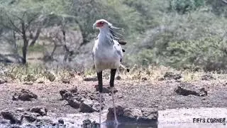 Secretary bird quenching thirst